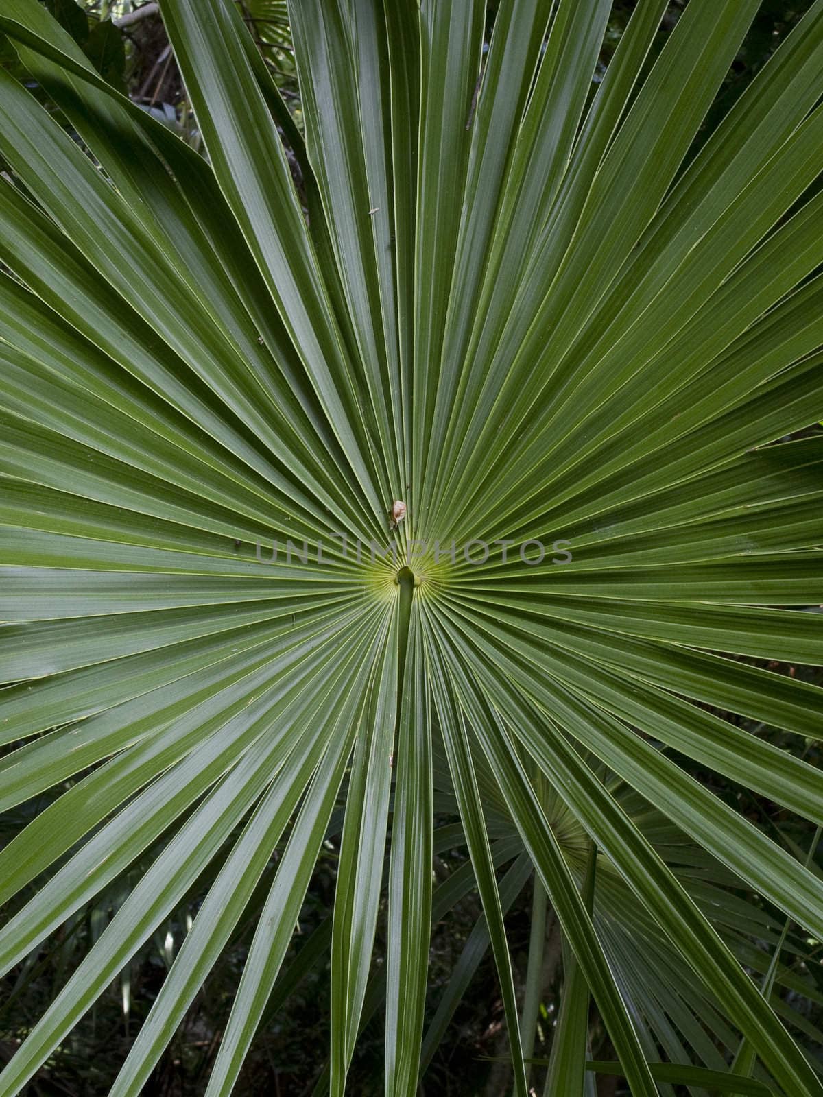 Close up of a giant palm leaf
