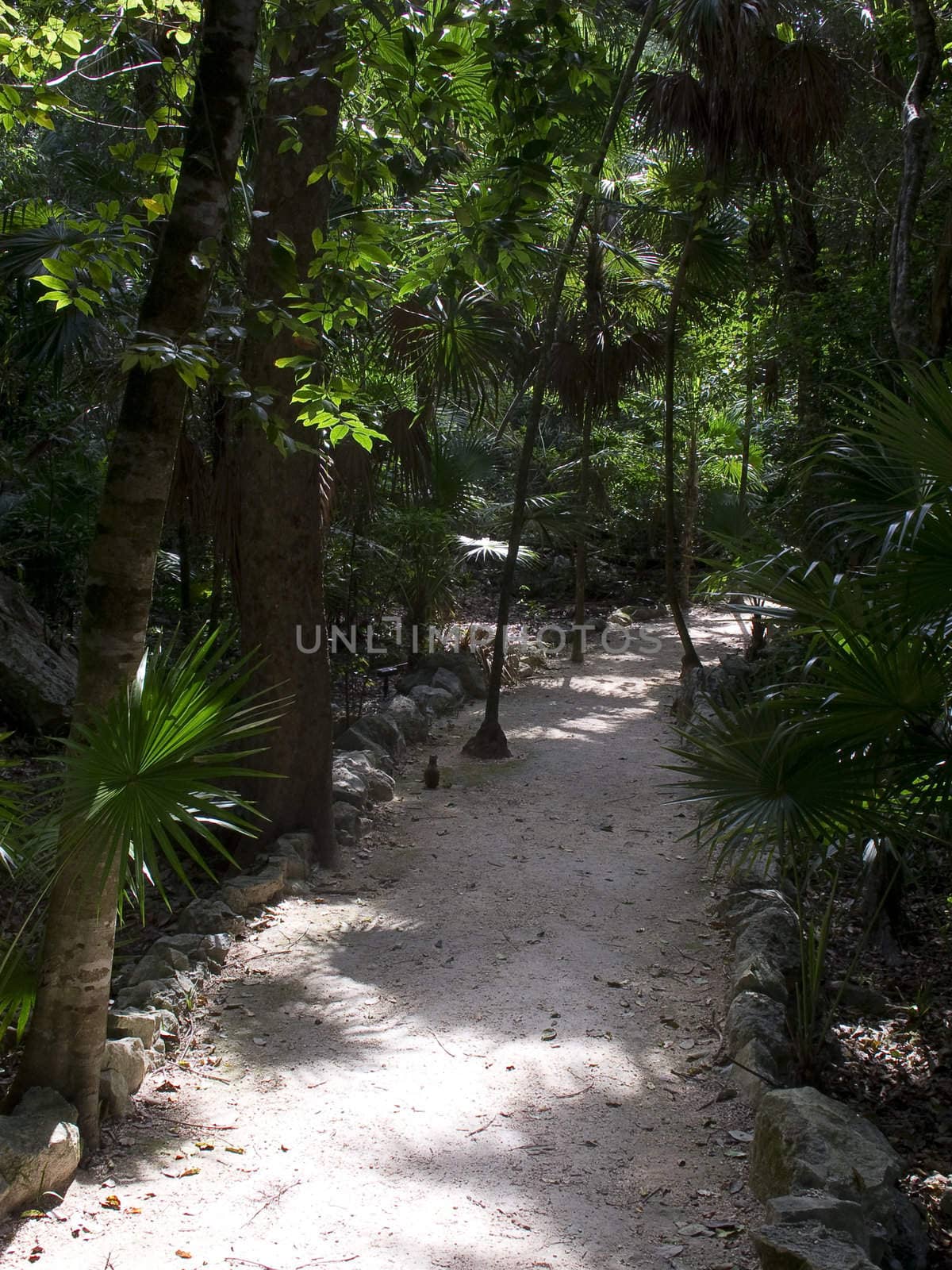 Small pedestrian path in the middle of the mexican jungle