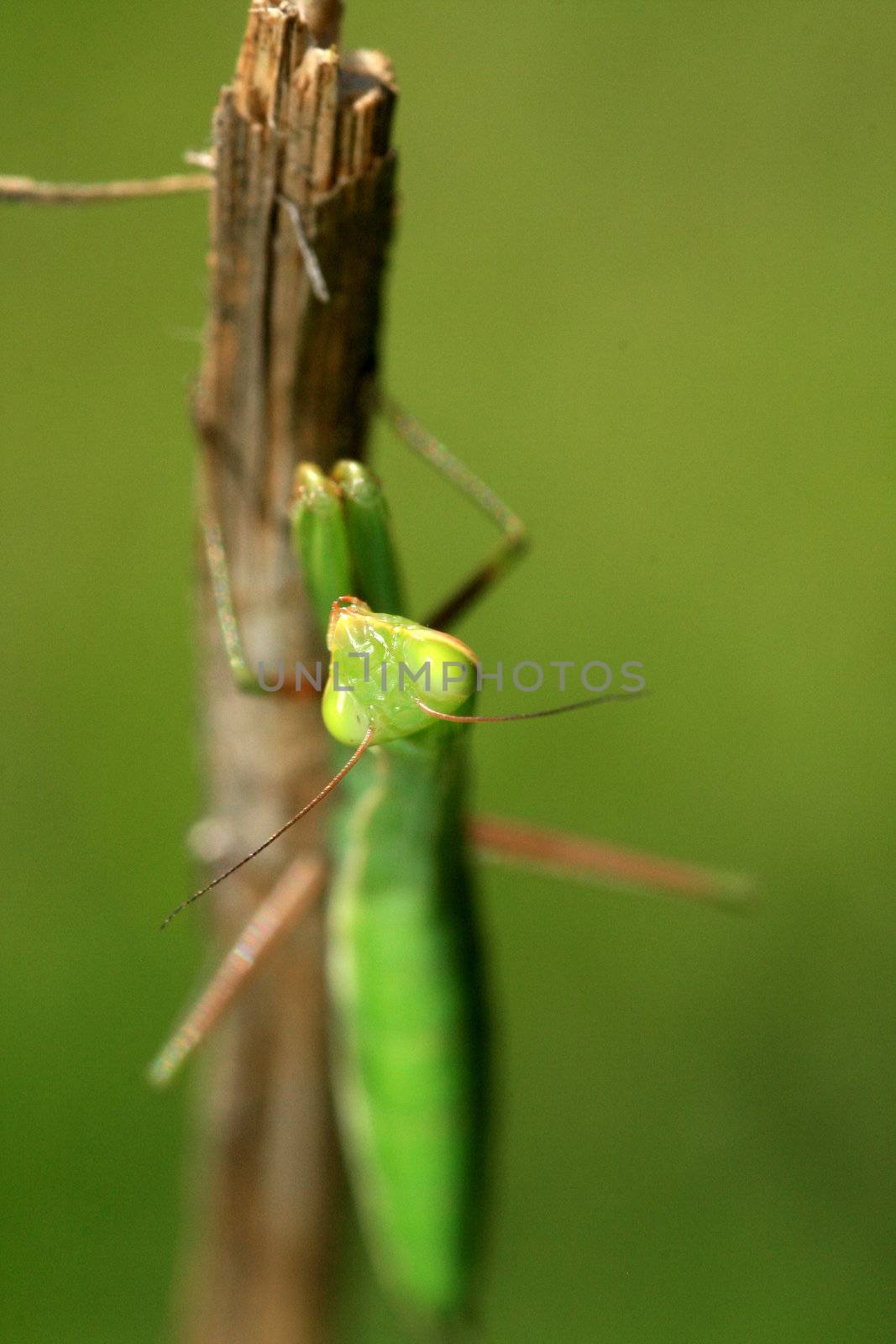 Juvenile Mantis religiosa, praying mantis on a stick

