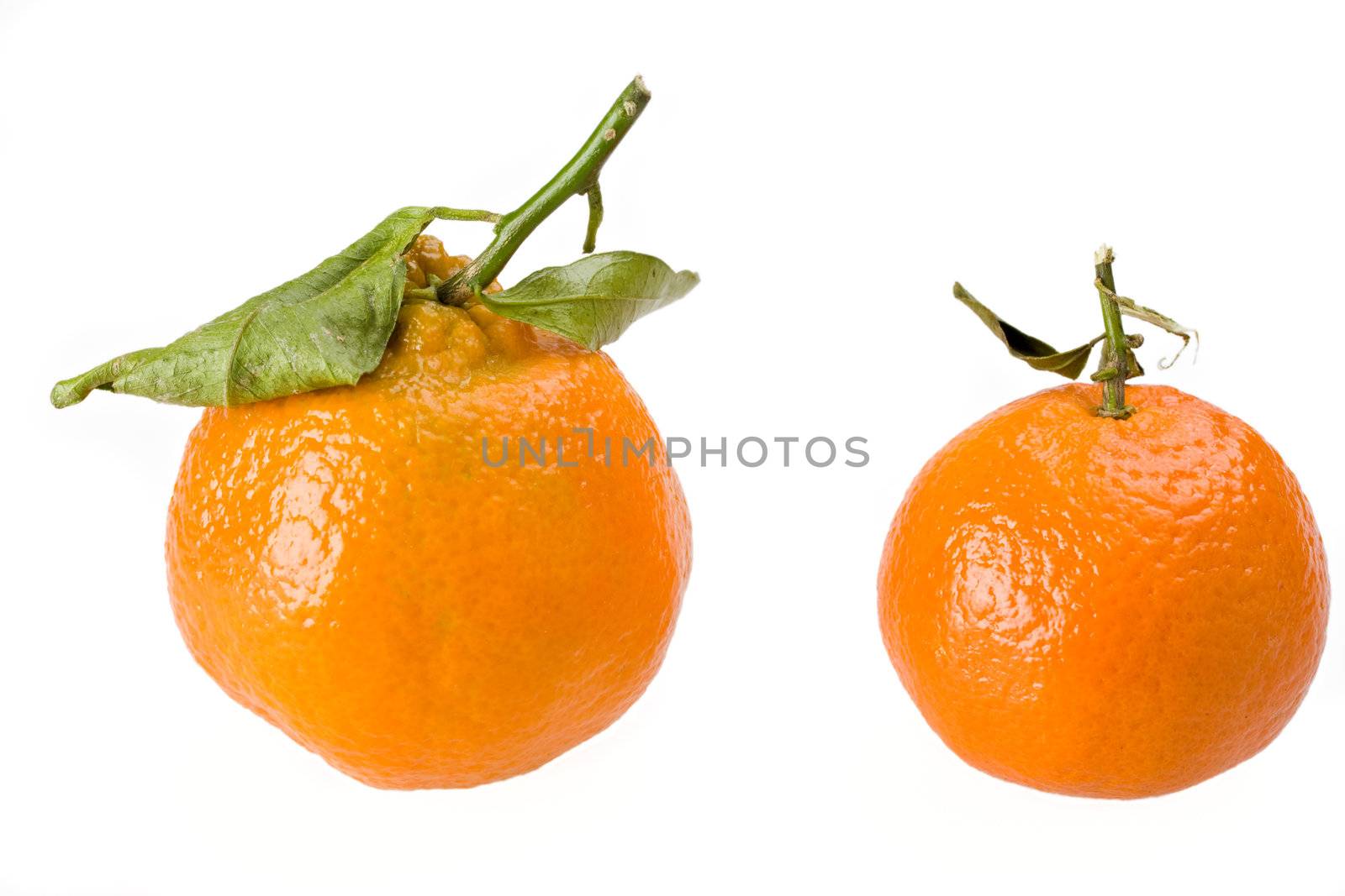 two tangerines isolated on white background
