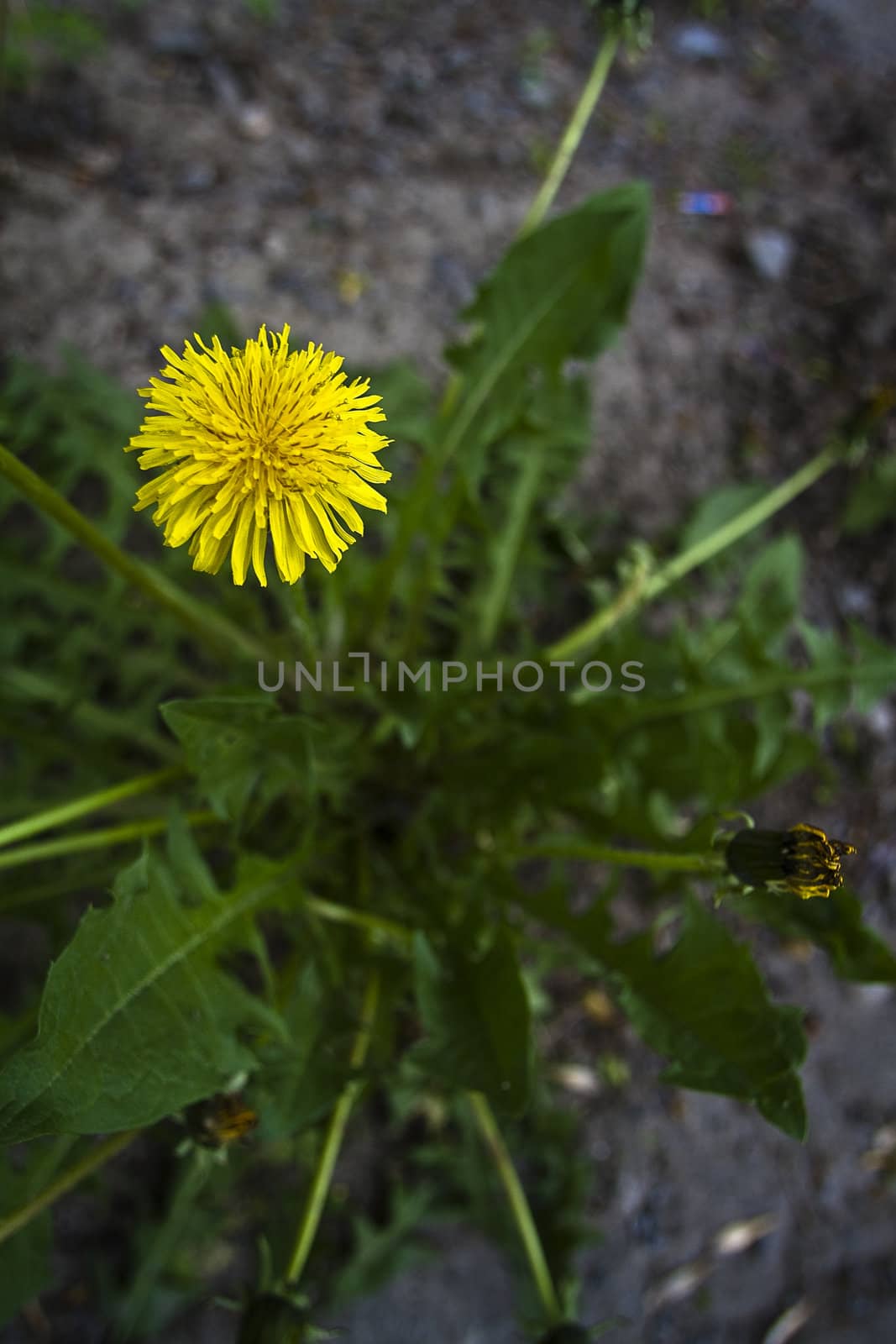 small patch of dandelion flower viewed from the top