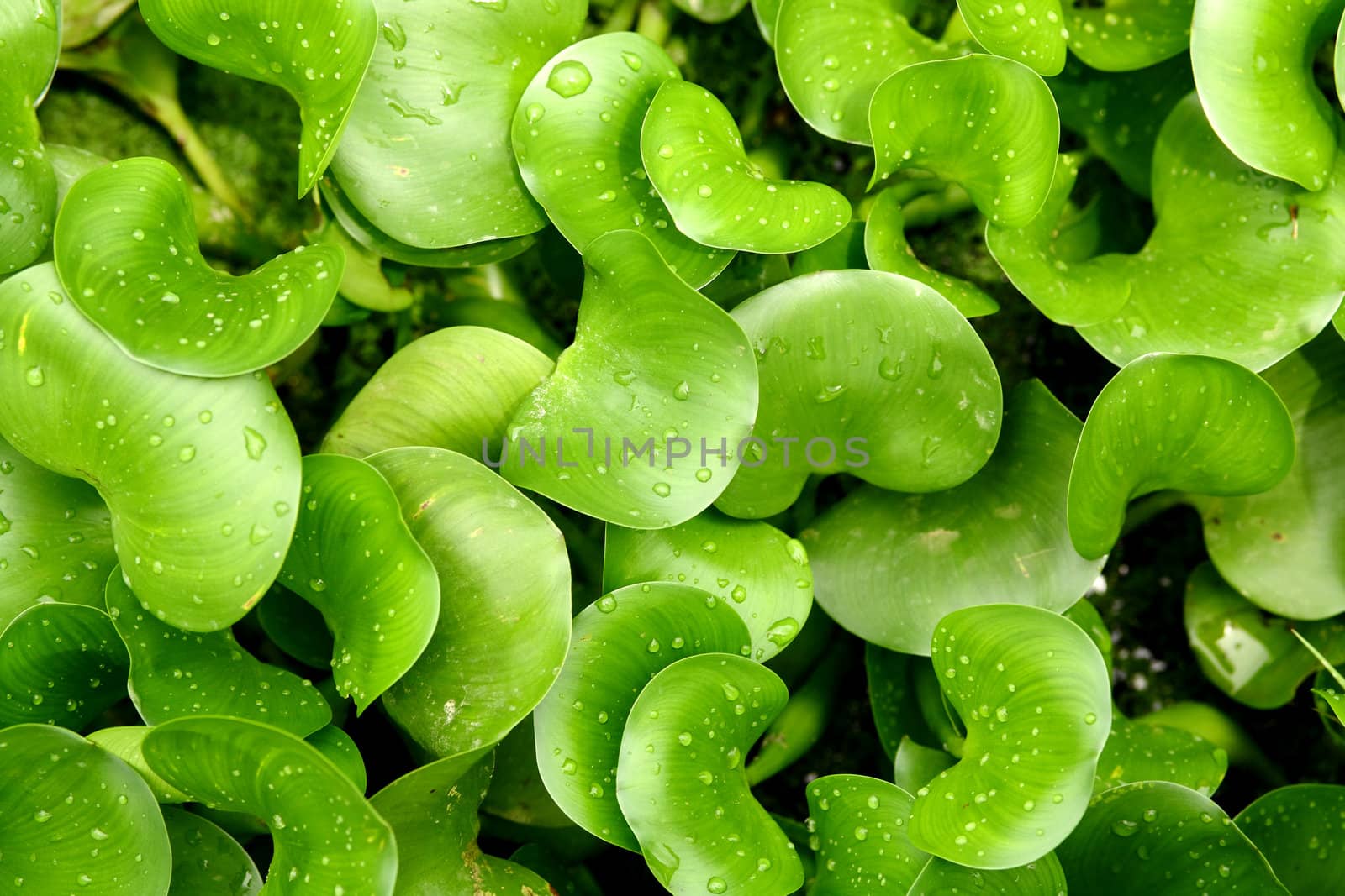 water drop on leaf background