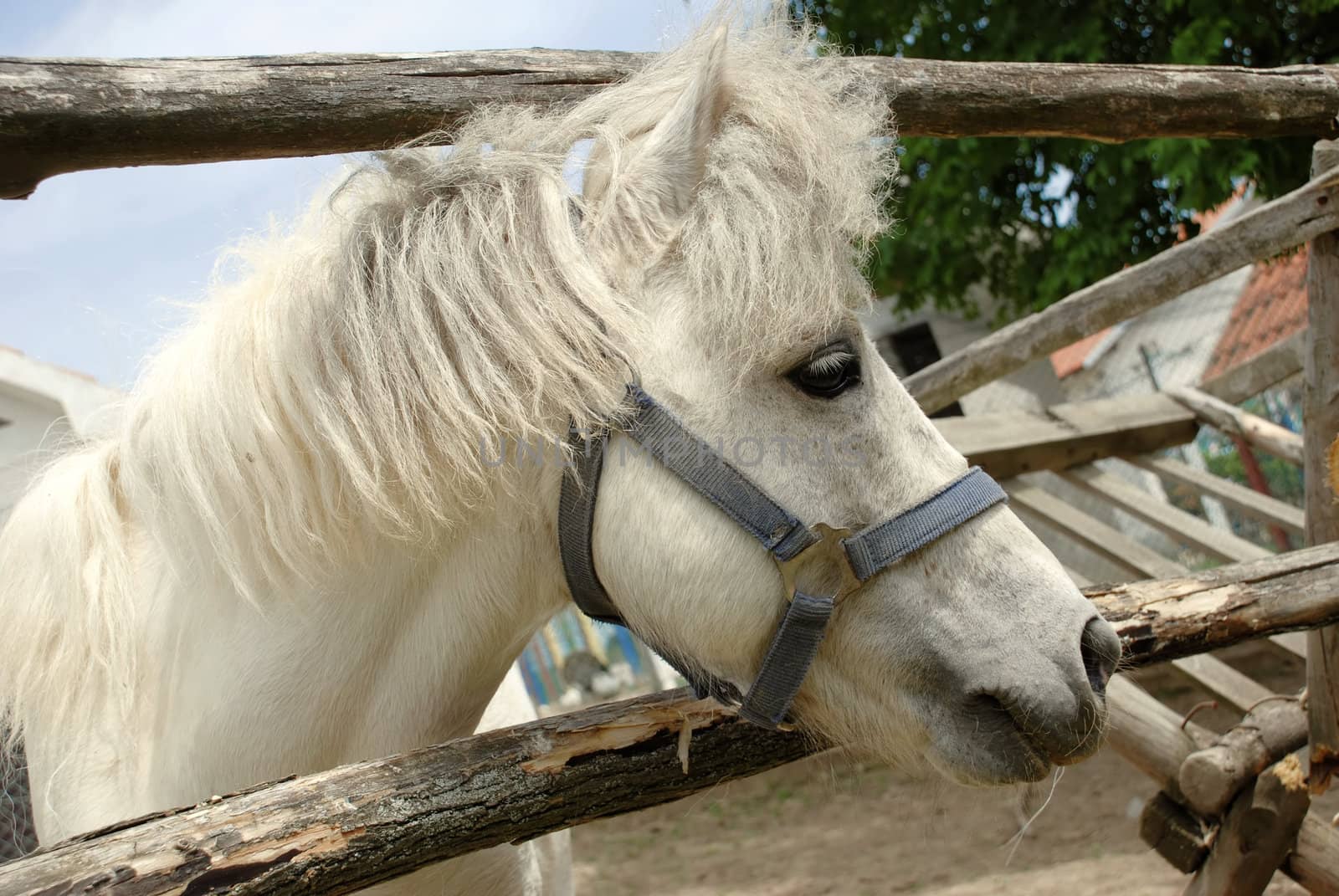 portrait of white cute horse long hair outdoor