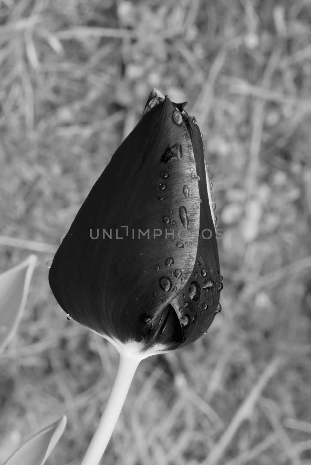 Closed Red Tulip on a Tuscan Garden, Italy