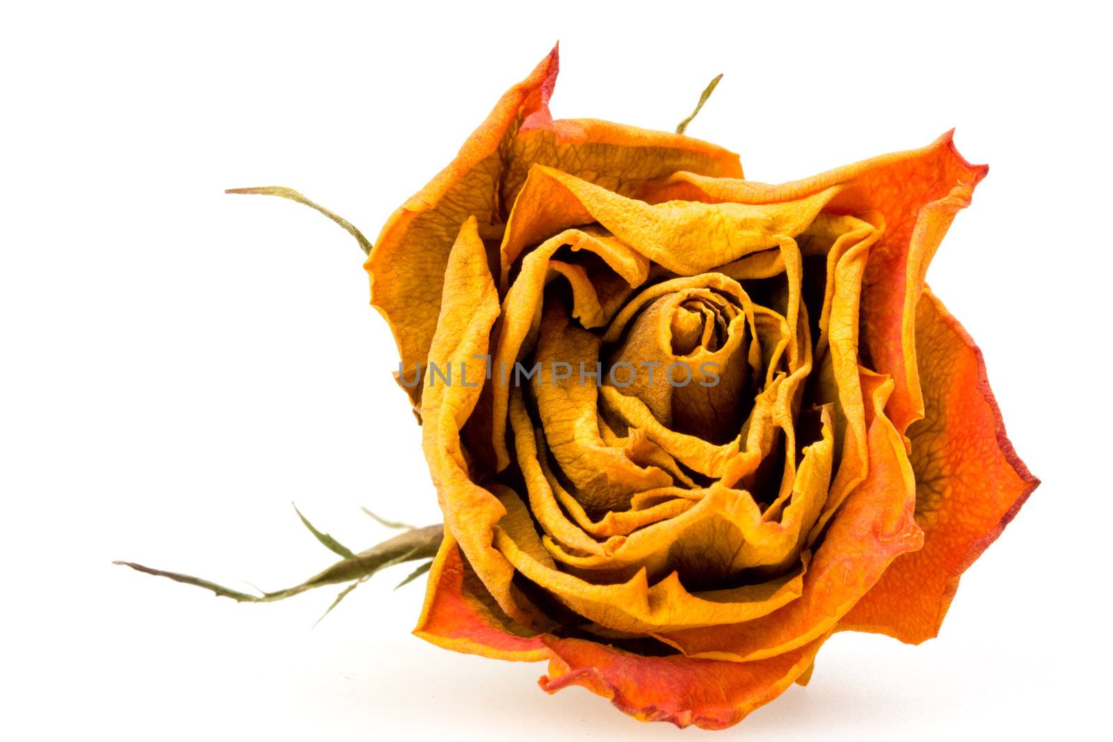 closeup of a dried red rose on white background