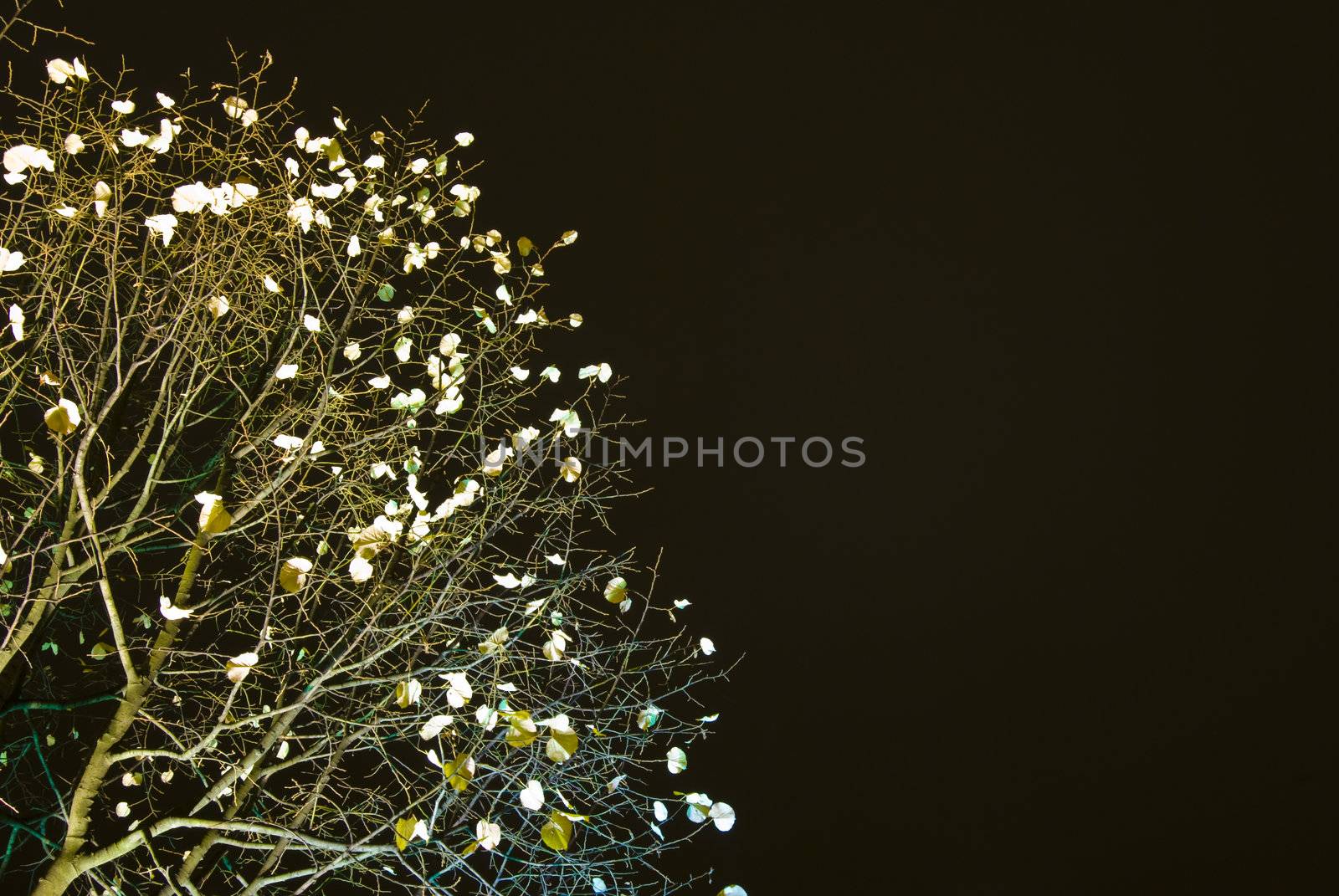 detail of an illuminated lime tree at night