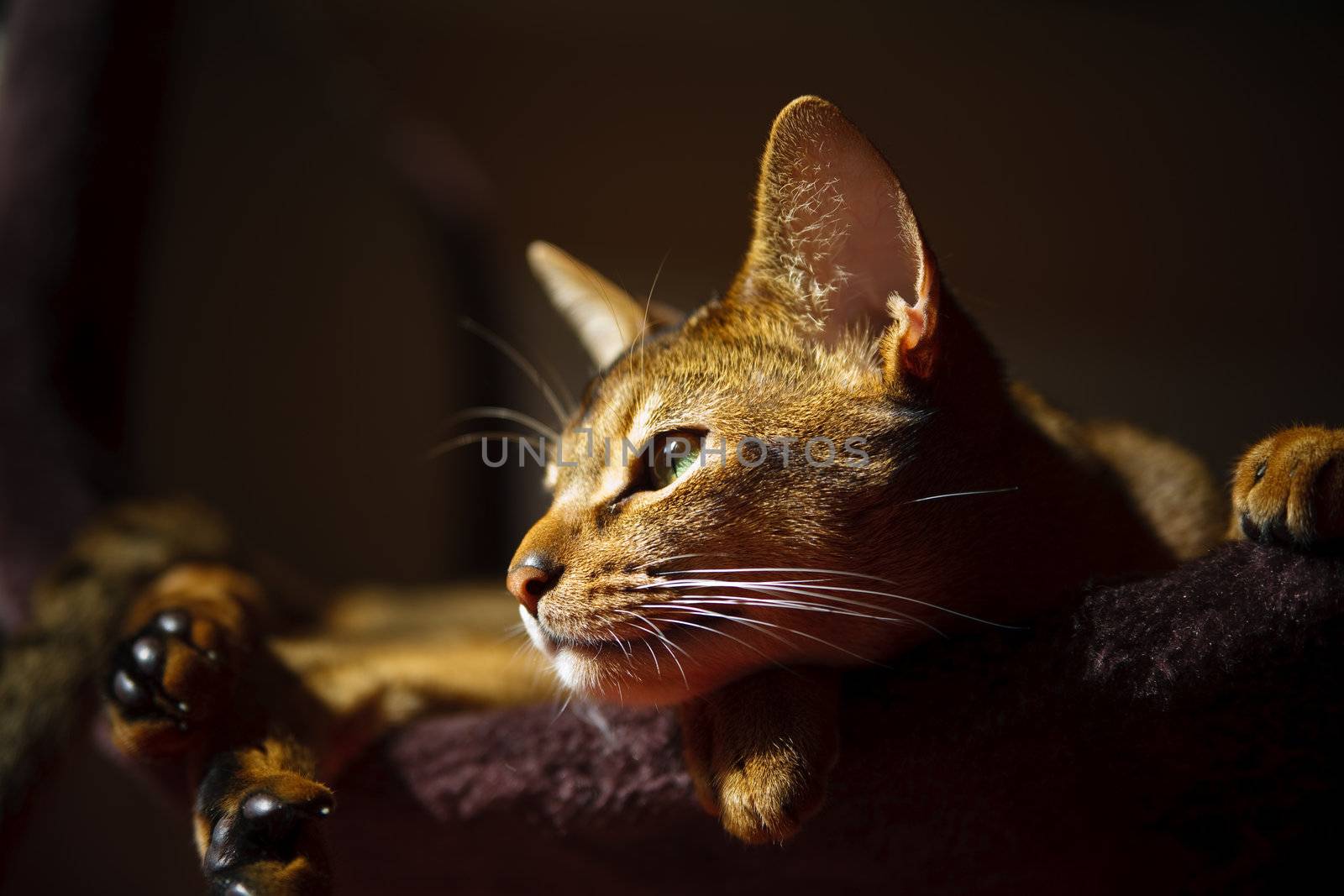 verry cool and wounderful young abyssinian cat photo