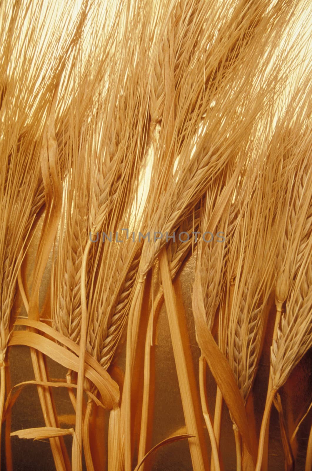 Close-up of stalks and heads of wheat
