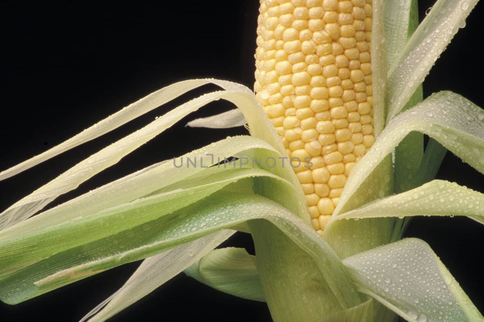 Close-up of ear of corn with leaves peeled down