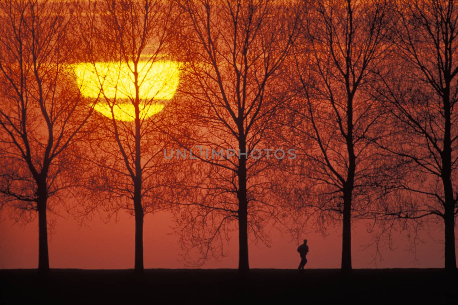 Human figure running under trees at sunset