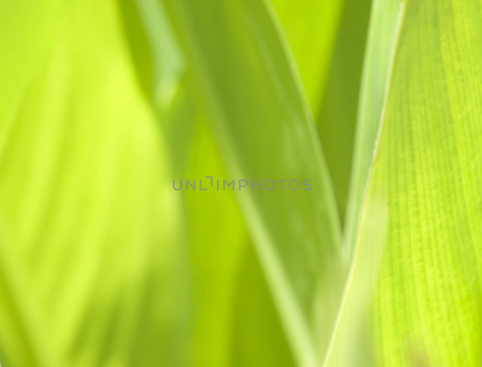 Abstract image showing leaf detail ideal for backdrop or background