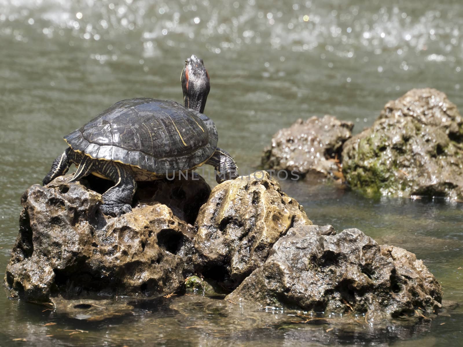 Freshwater turtle basking in the sun in a garden pond