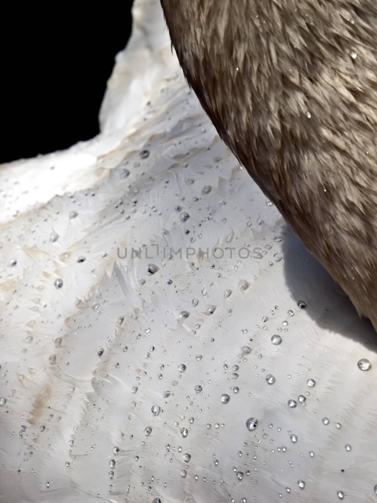Detail of a swan's feathers showing the effectiveness of their water resistance with tiny droplets of water forming on their surface