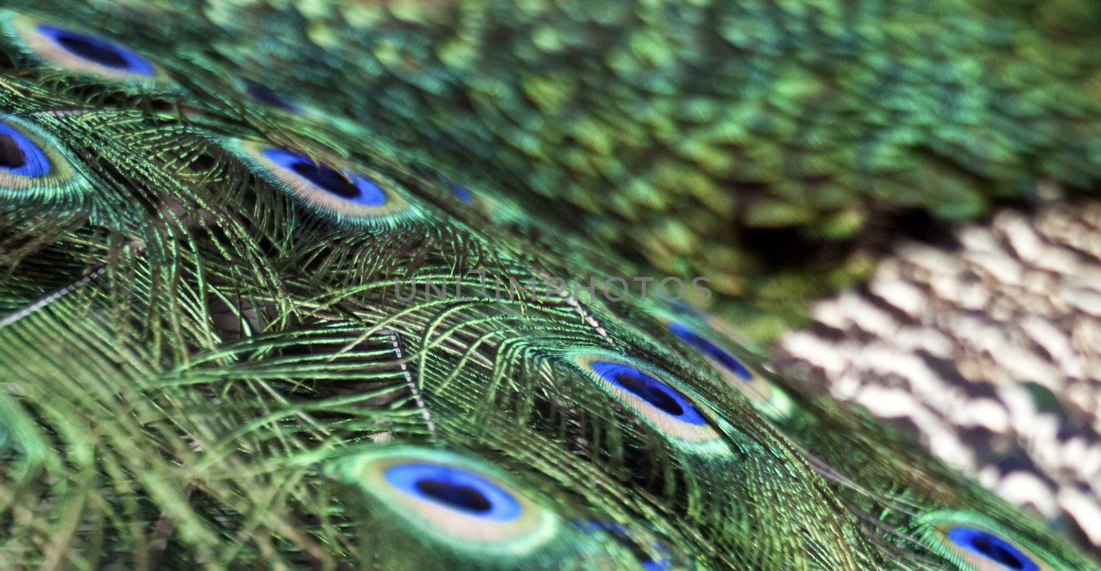 Abstract image showing detail and magnificent colours on the feathers of a peacock