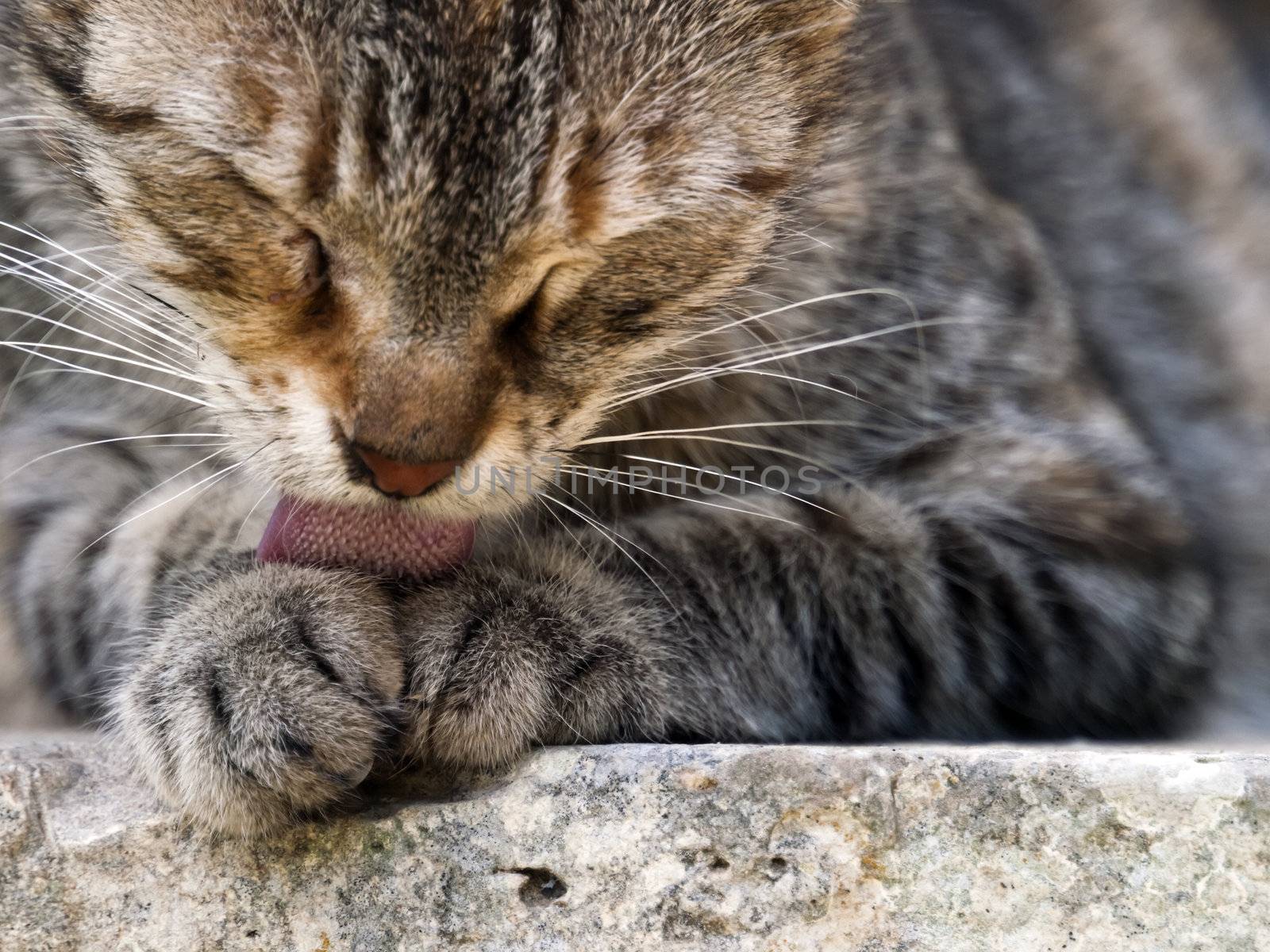 A cute little stray cat takes time to carry out some personal grooming