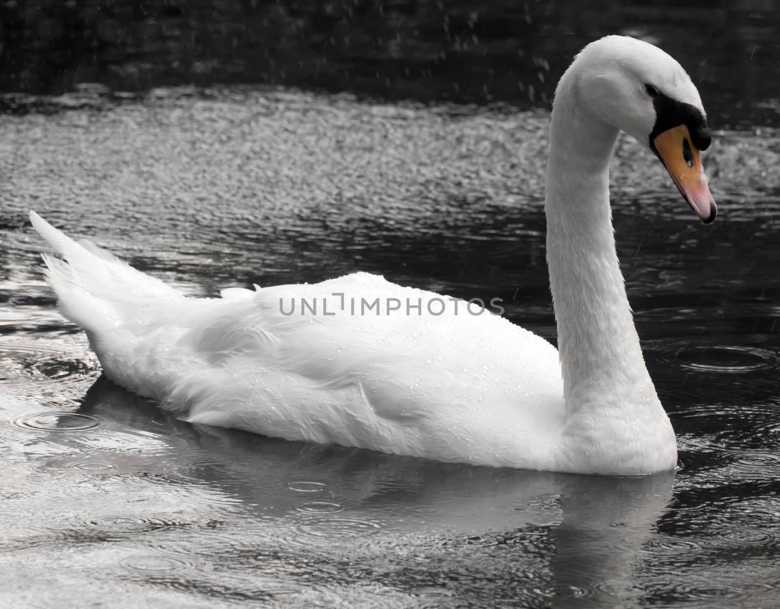 A beautiful swan glides across the water in a seemingly sullen tearful mood
