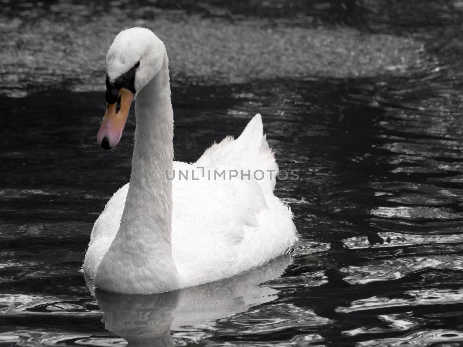 A beautiful swan or cygnus gliding across the water seemingly in deep thought