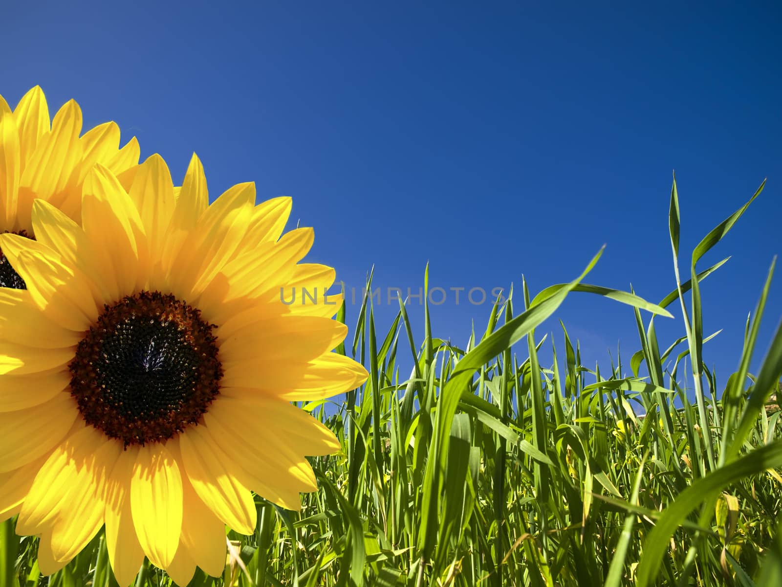 Vivid green blades of grass over a deep blue sky with sunflowers in foreground