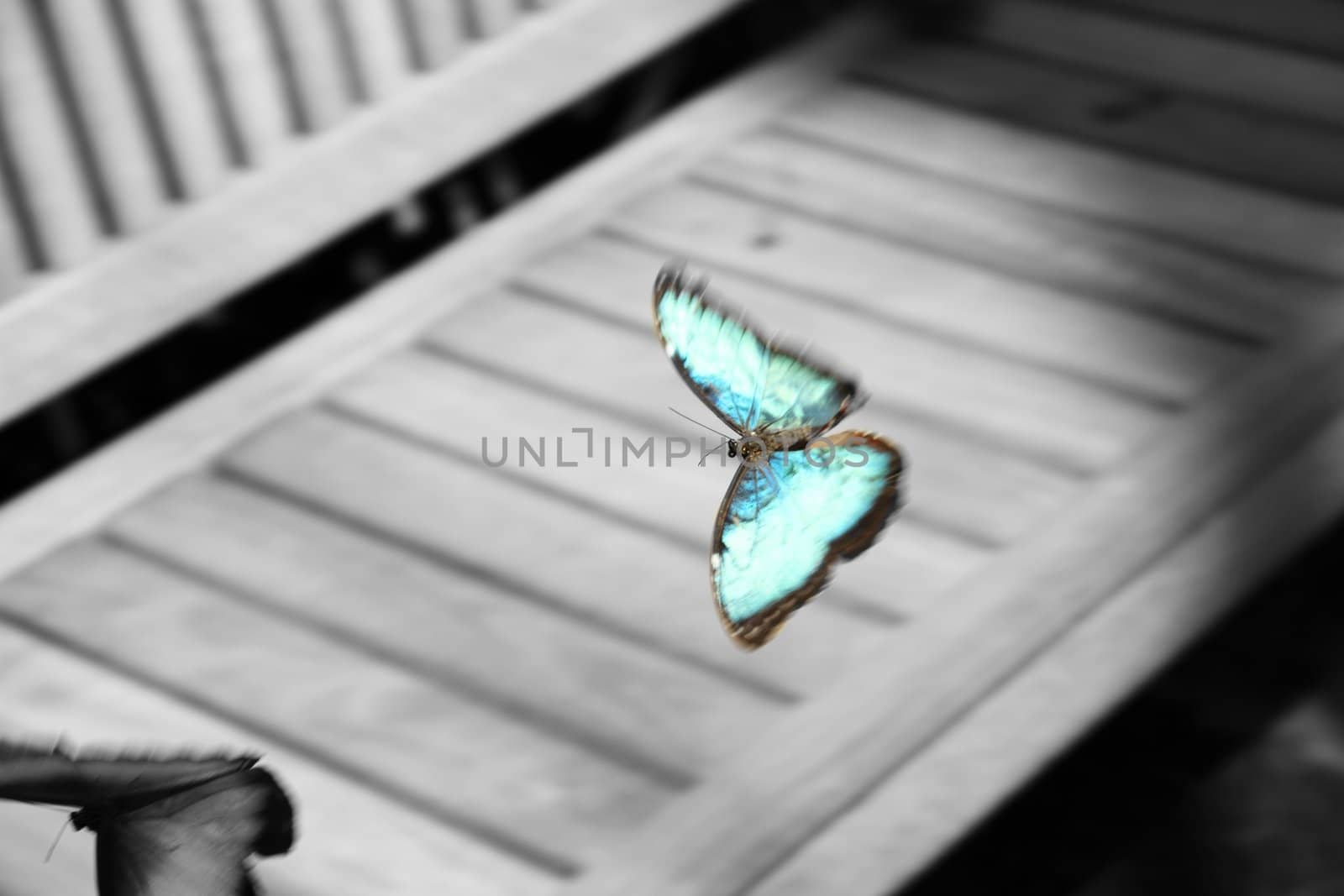 Selective Color Butterfly by jasony00