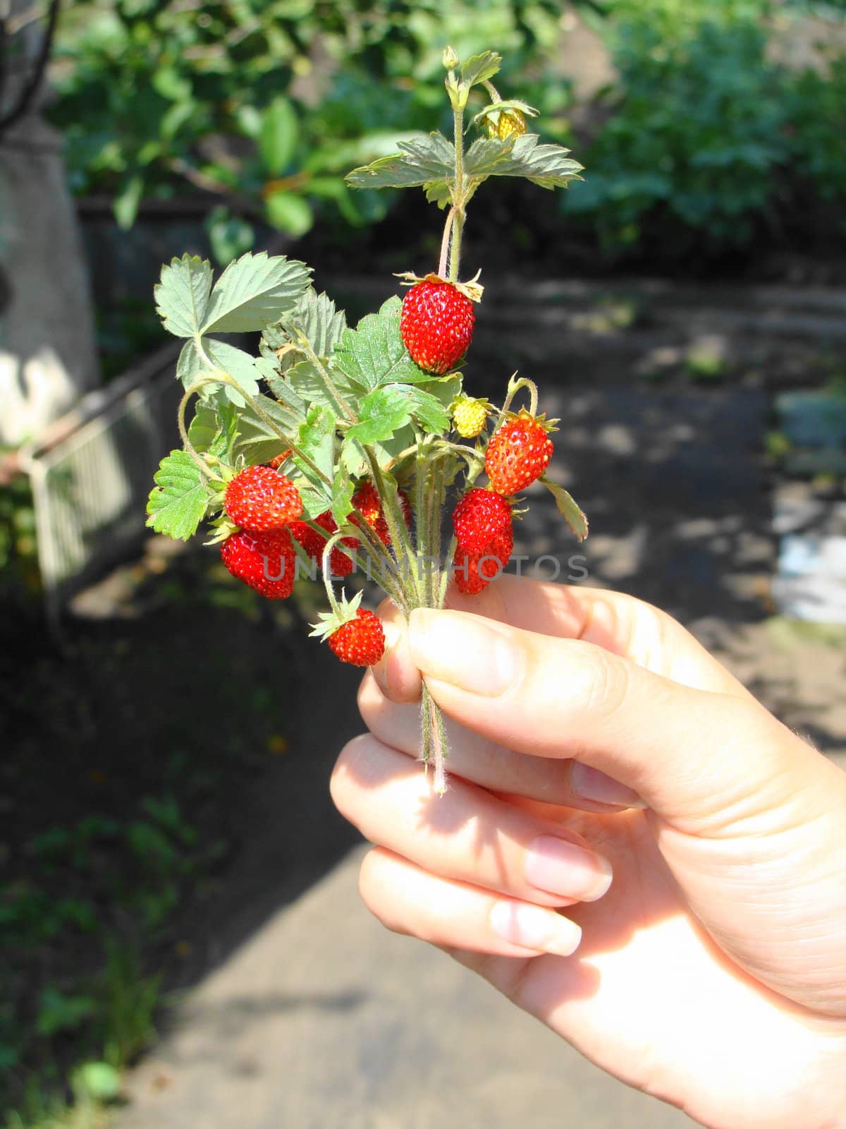 Wild strawberry in a female hand closeup