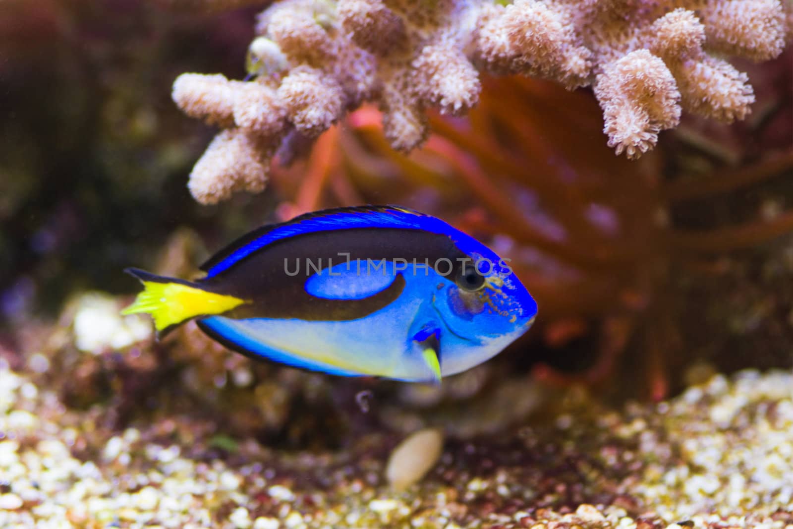 Blue Tang swimming, with sea anemone in background