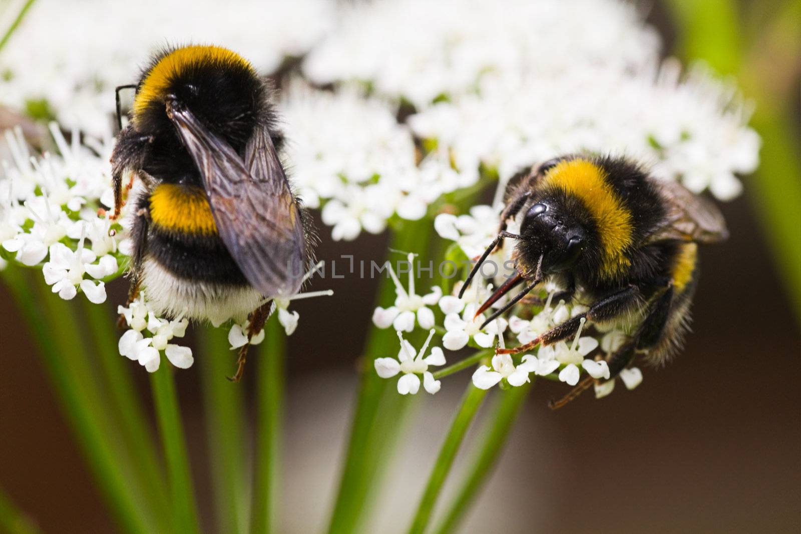 Bumble bees on flowers in summer busy gathering nectar