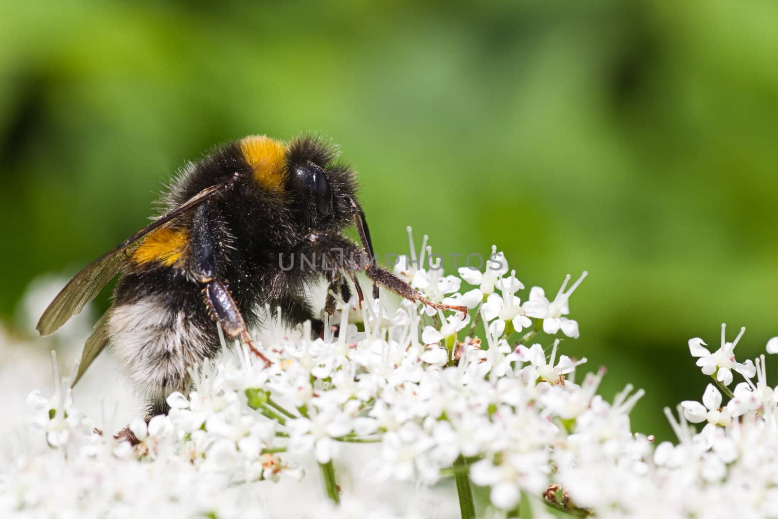 Little Bumble bee on flowers in summer busy gathering nectar