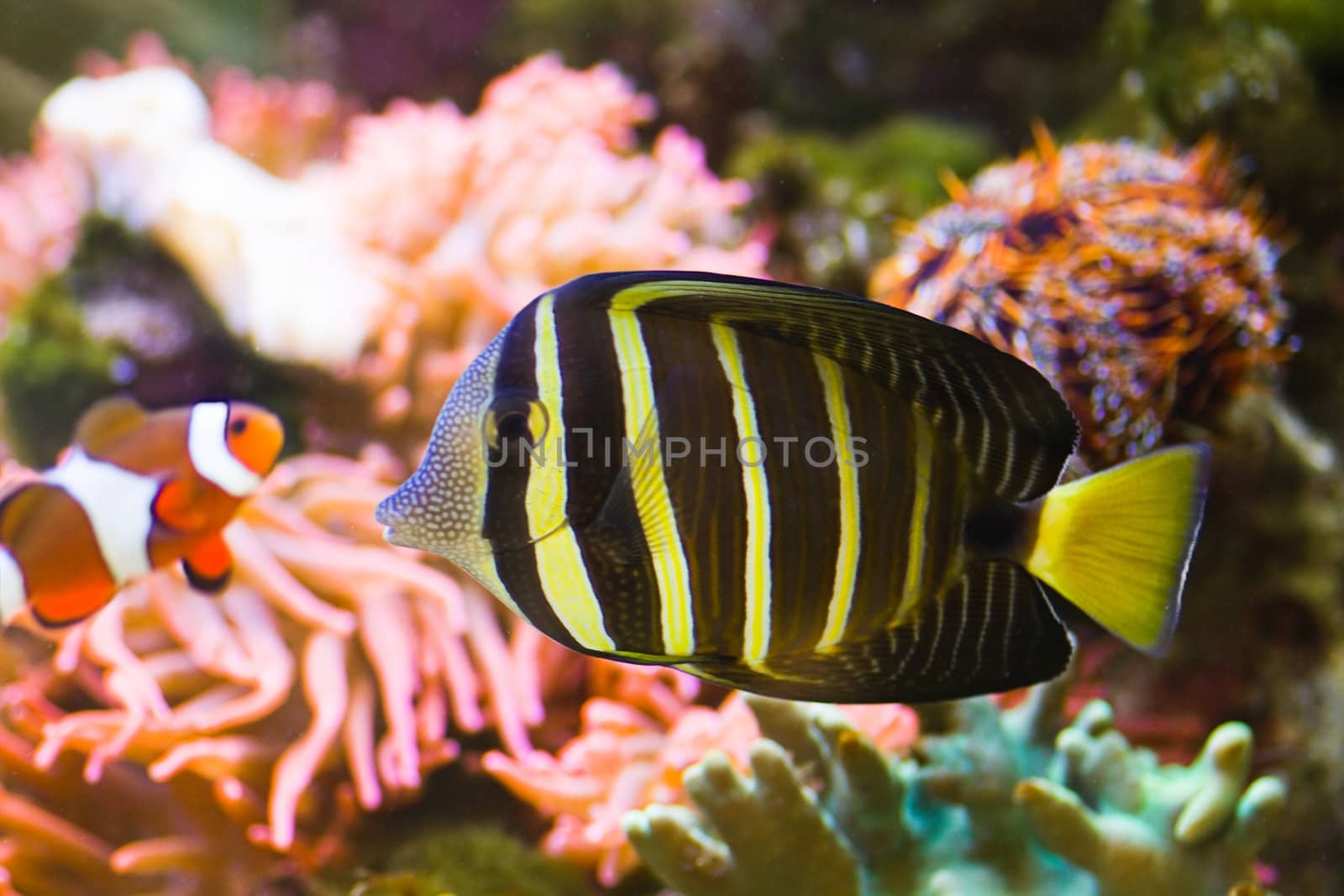 Pacific Sailfin Tang by Colette