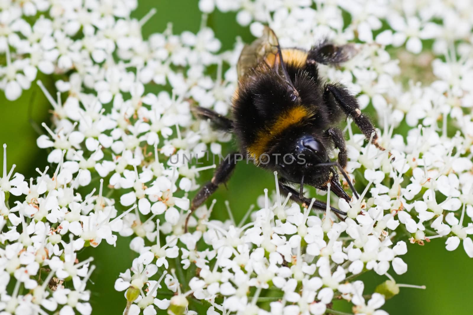 Little Bumble bee on flowers in summer busy gathering nectar