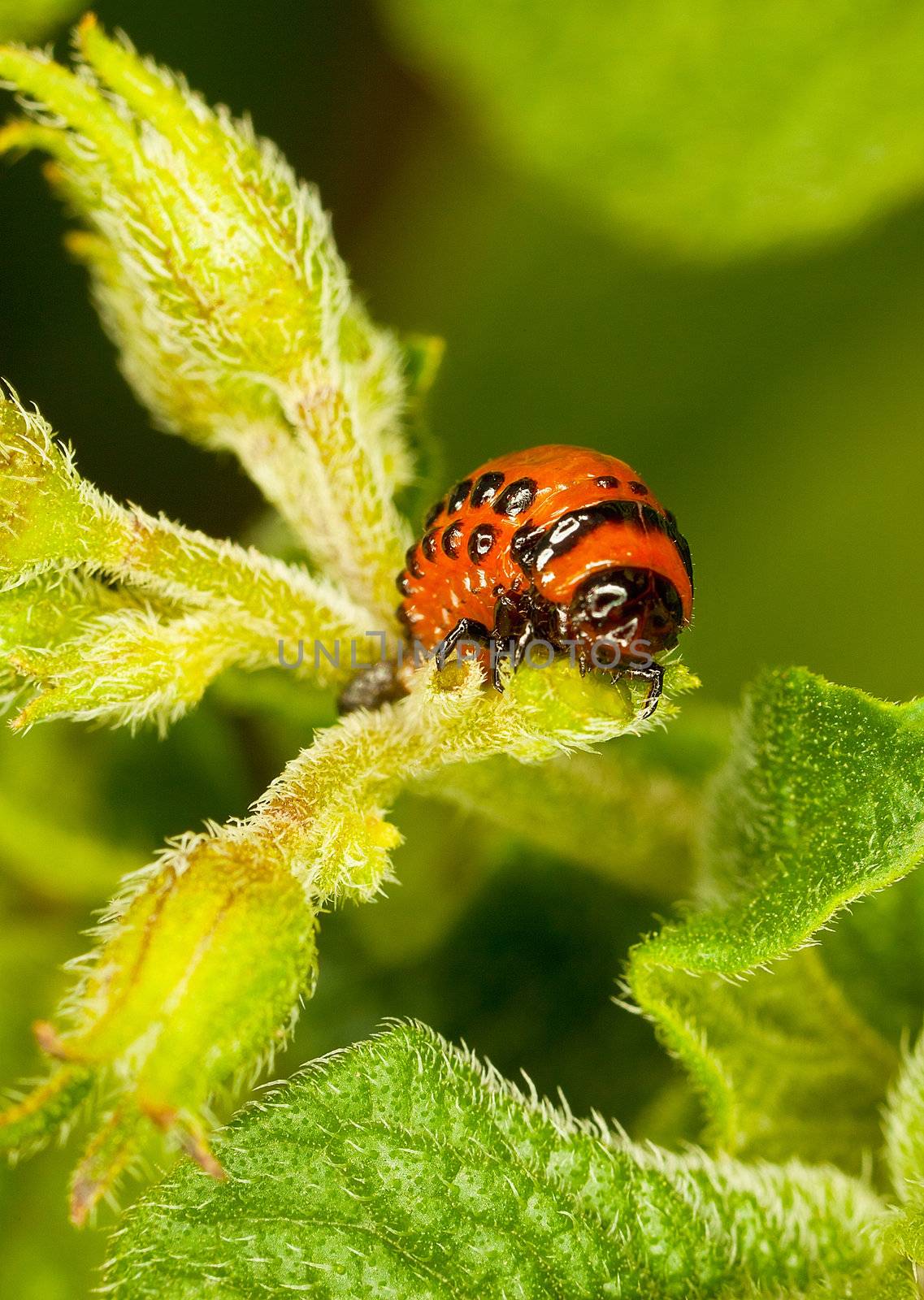 The red larva Colorado beetle eats a potato leaves.