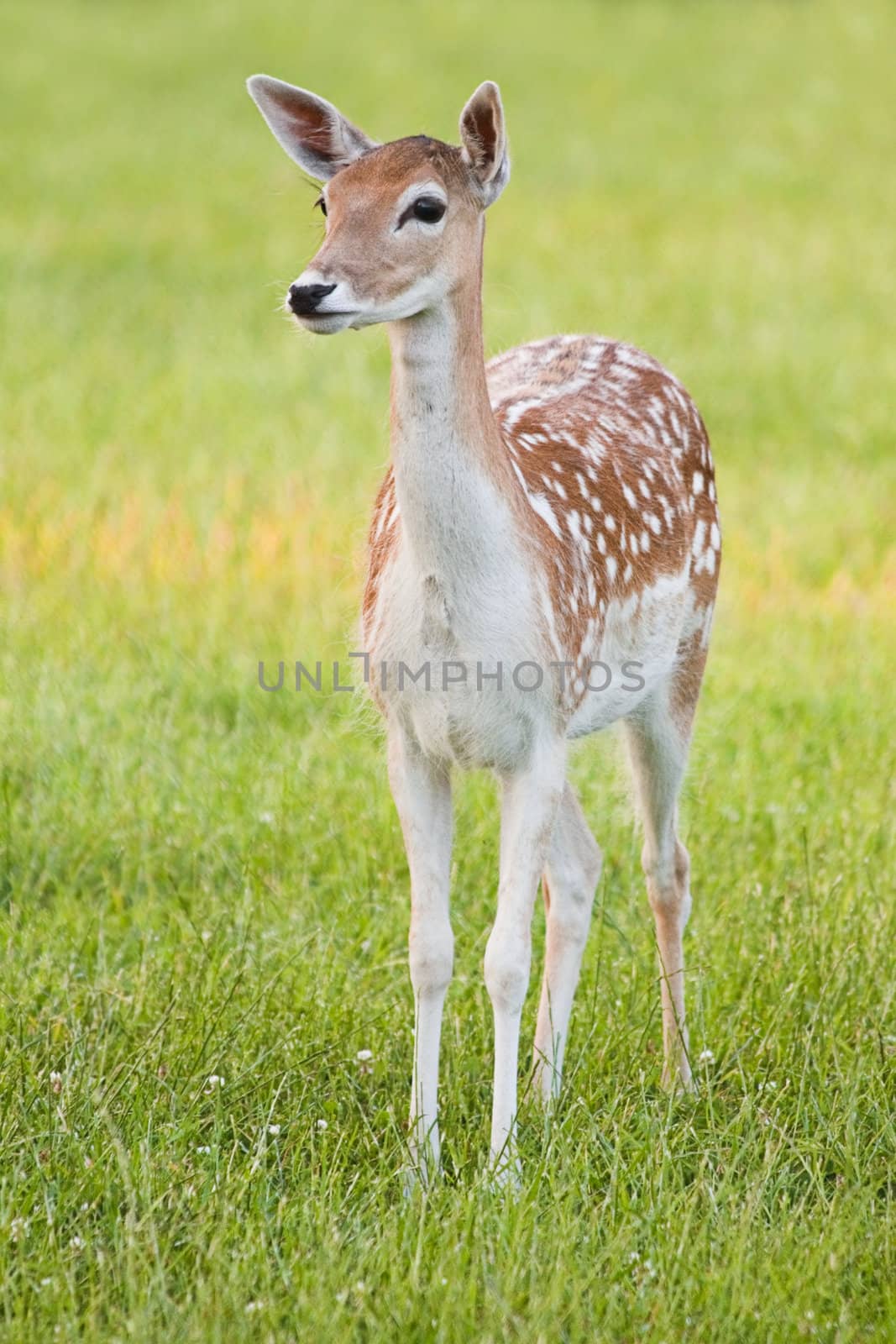 Female Fallow Deer - vertical image by Colette