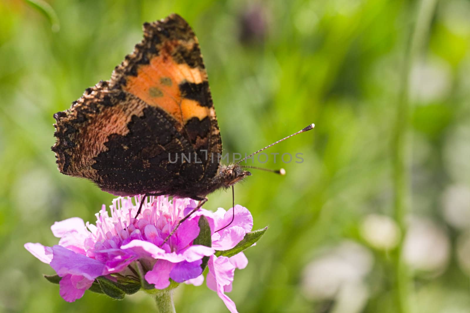 Small tortoiseshell on pink flowers drinking nectar on summerday