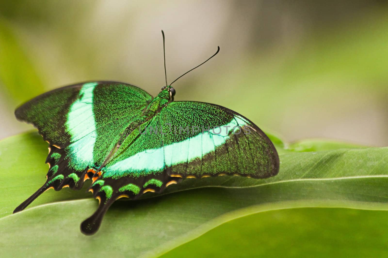 Green Peacock Swallowtail resting on green leaves