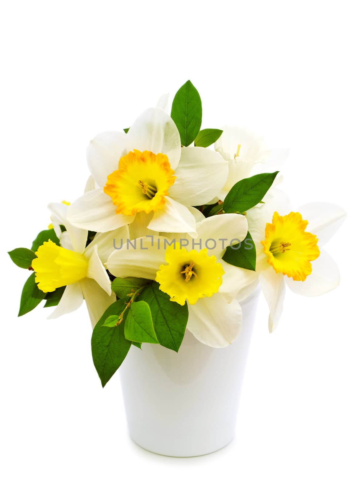 narcissus bouquet over white background