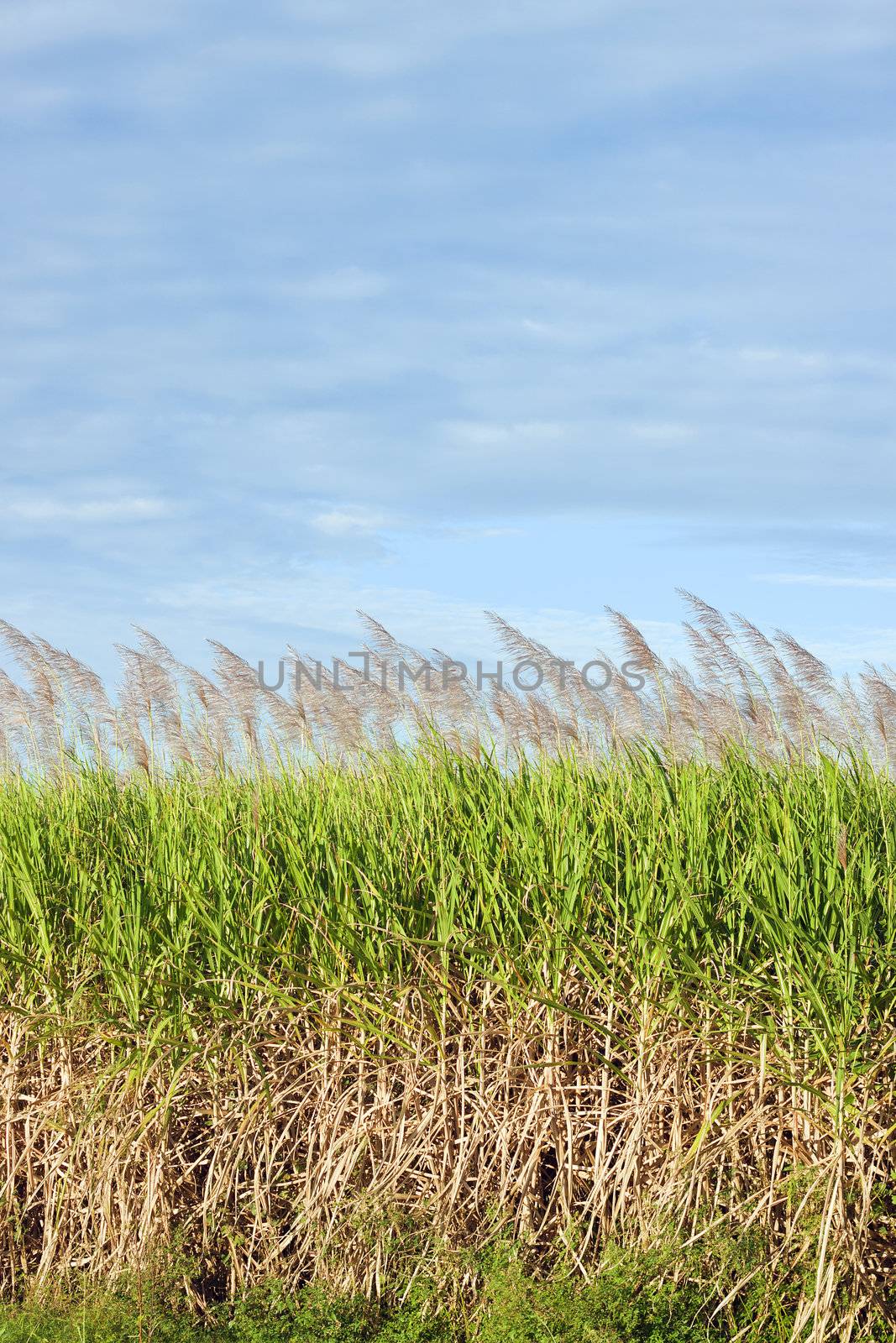 A lovely shot of a sugar cane field in bloom