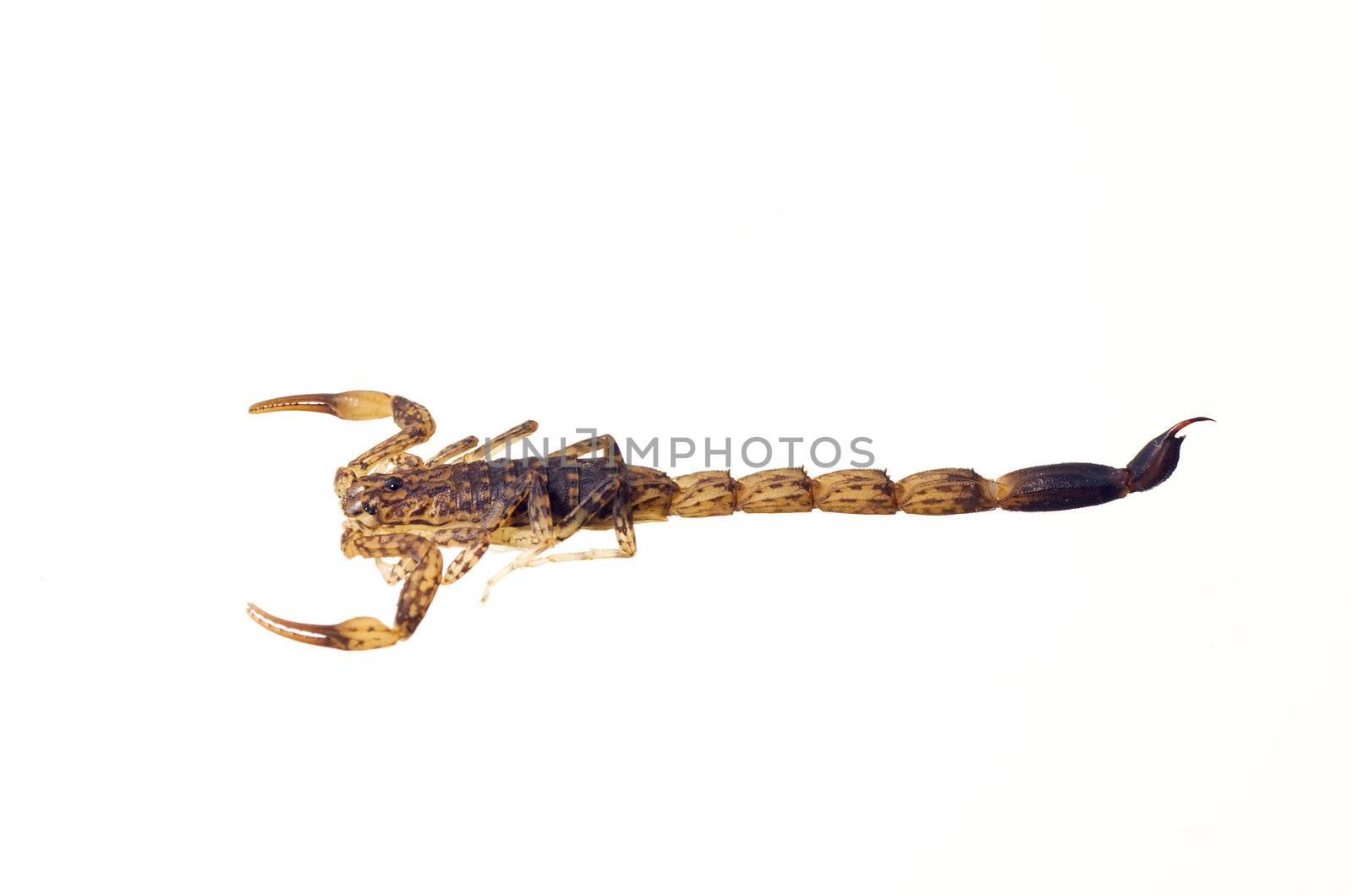Scorpion isolated over white by Jaykayl