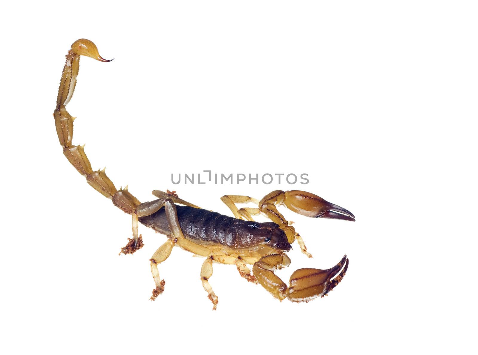 An Australian scorpion Urodacus sp. with its tail up ready to sting. Isolated over white with clipping path 