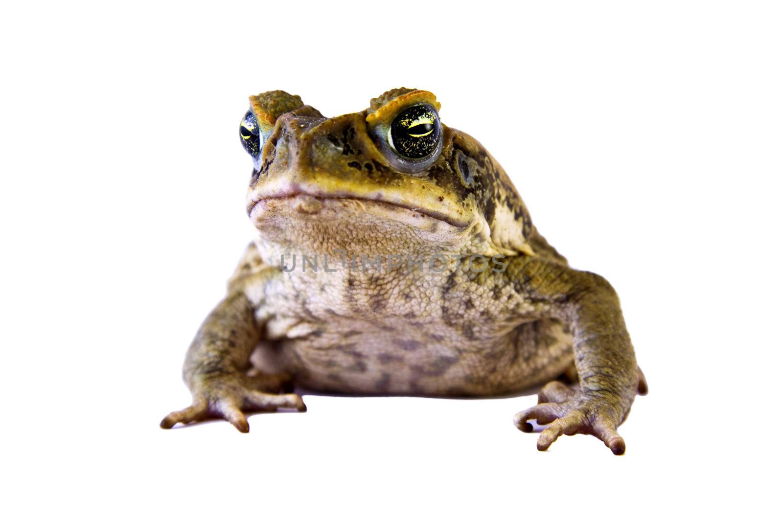 Cane toad (Bufo marinus) Closeup and isolated over white by Jaykayl