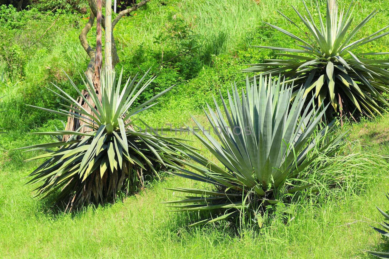 agave
