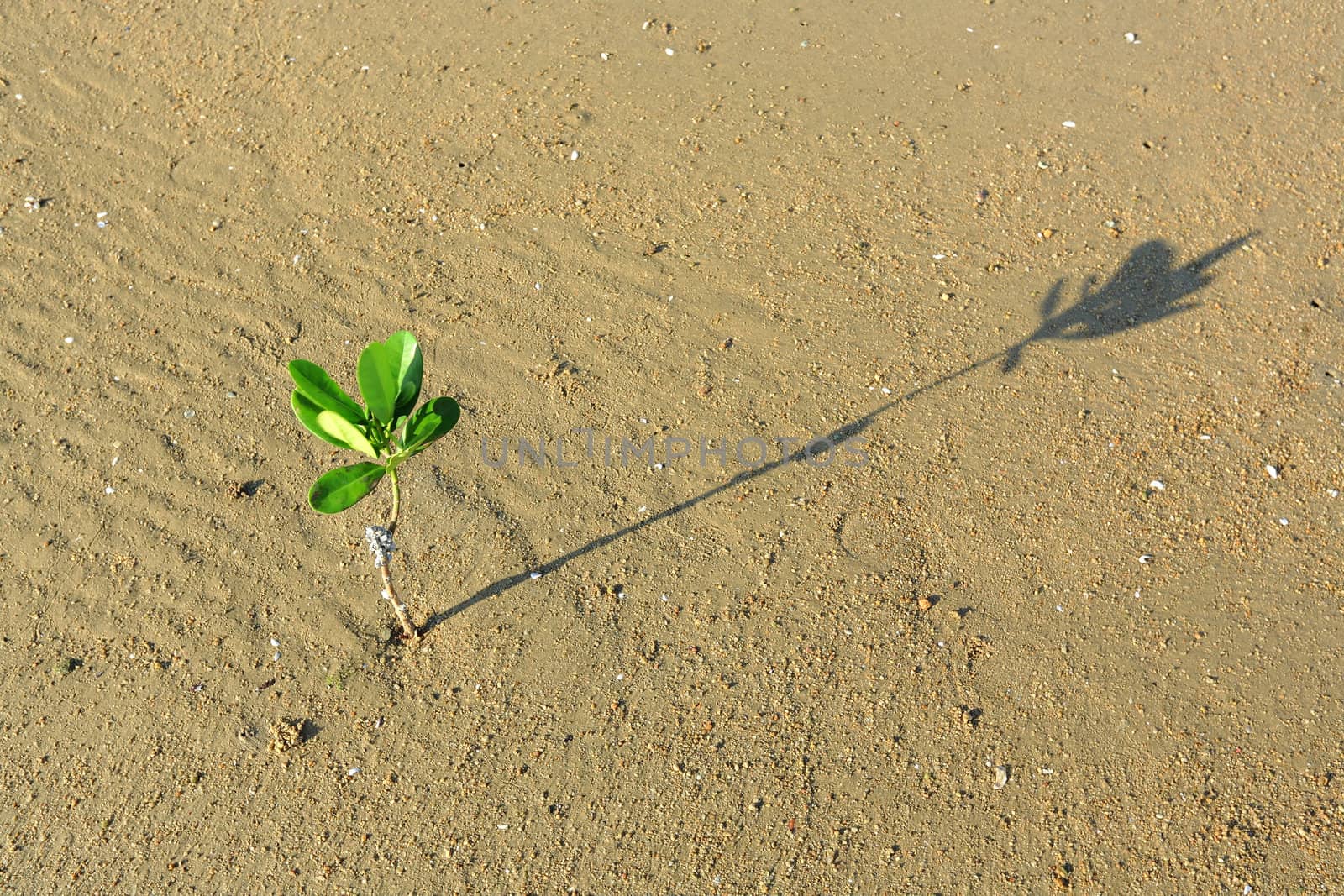 mangrove