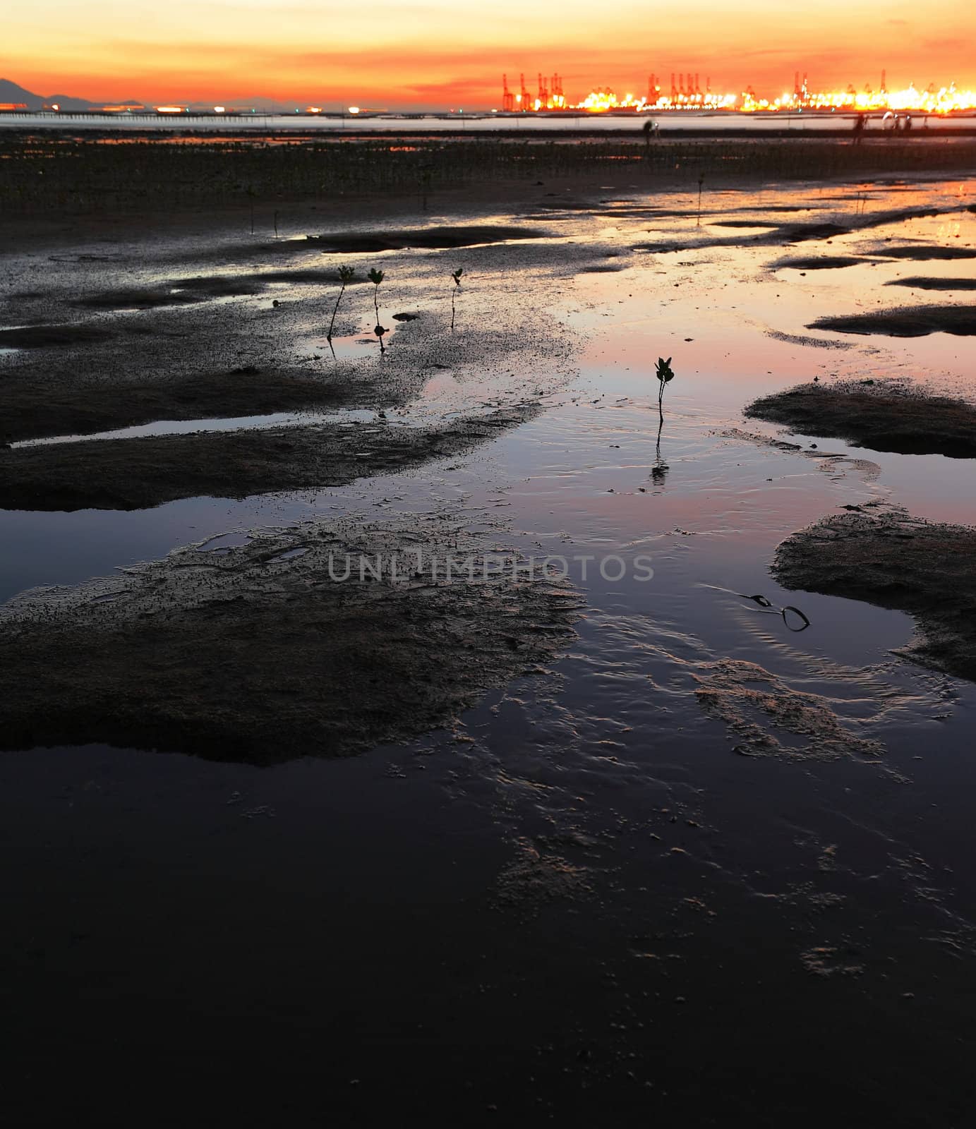 last mangrove in the world