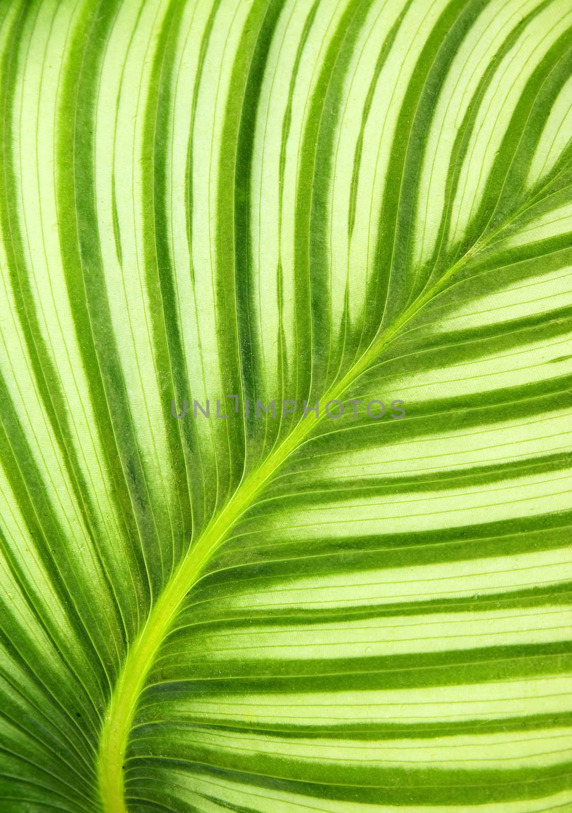 Beautiful green leaf background by Jaykayl