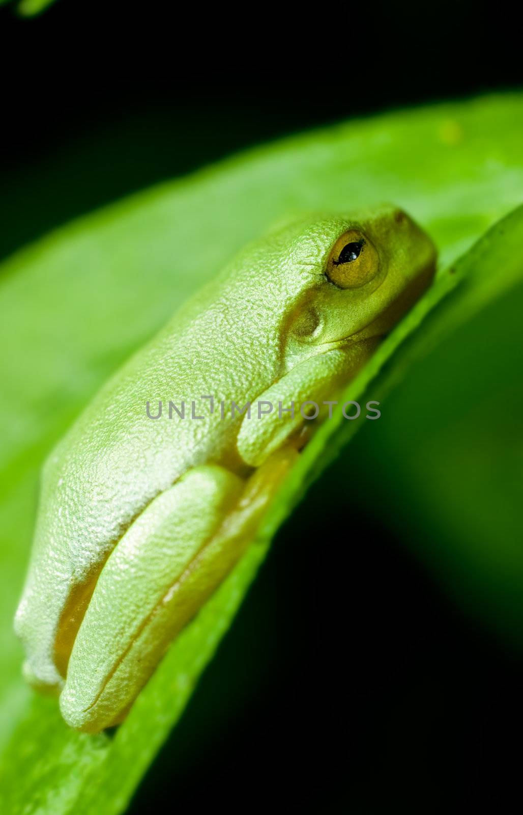 A dwarf green tree frog sitting on a green leaf