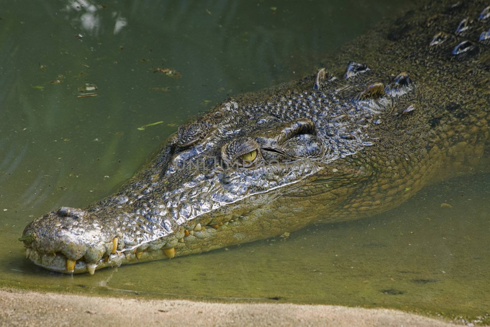 An Australian estuarine crocodile (Crocodylus porosus) lurking in shallow water near sand bank