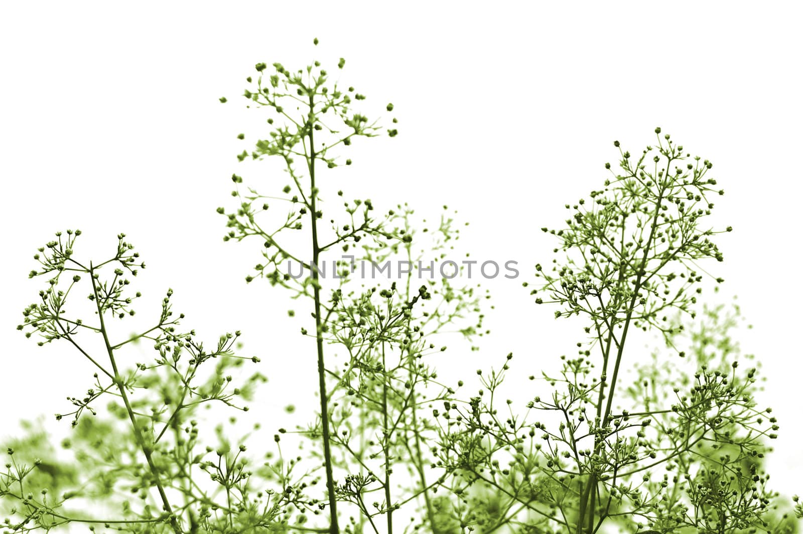 Green toned plant isolated over white