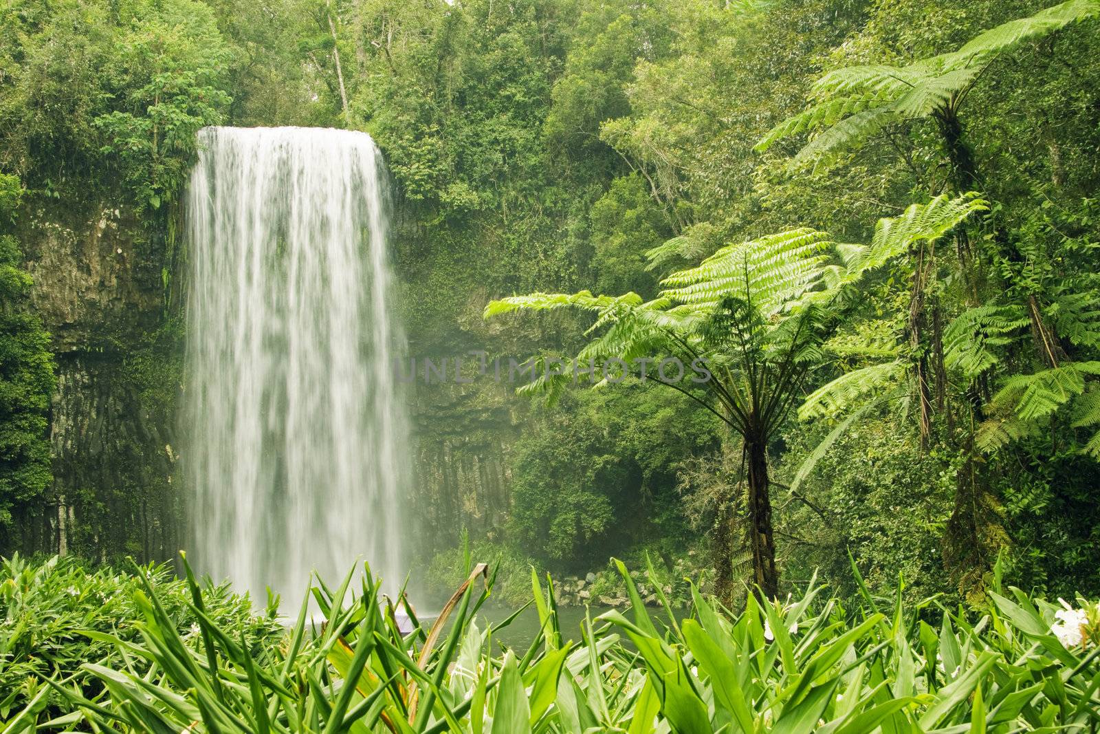 A cascading tropical waterfall in Millaa Millaa, Queensland, Australia by Jaykayl