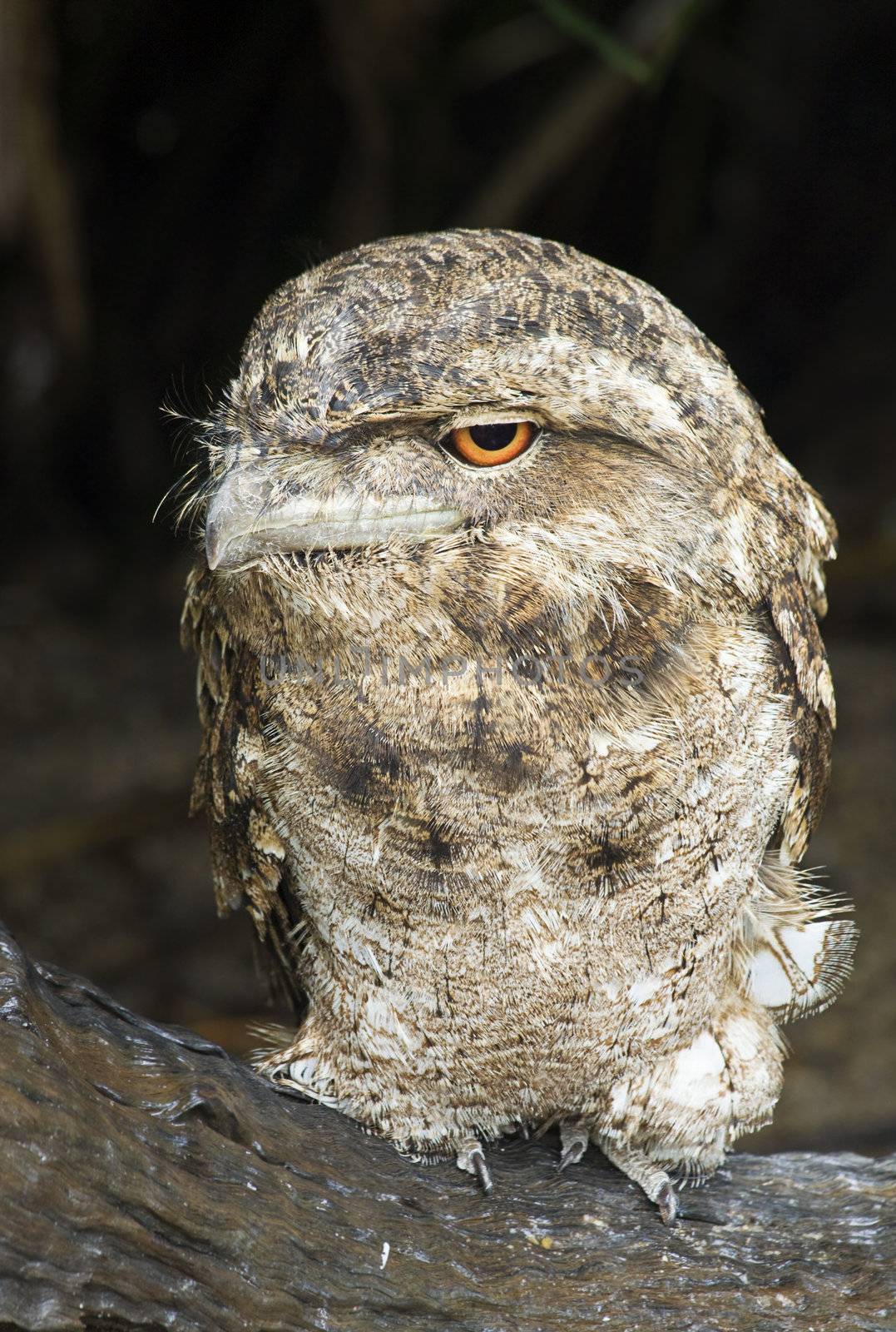 A papuan frogmouth (Podargus papuensis) perching on a log with eyes open
