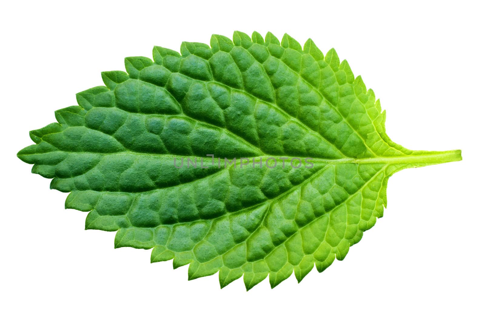 A beautiful lush green leaf. Isolated over white with clipping path. 