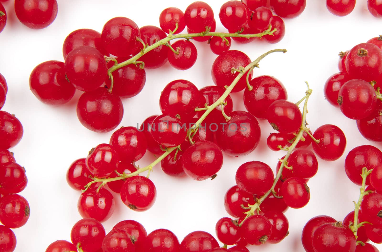 Red currant, Ribes Rubrum, isolated on white background