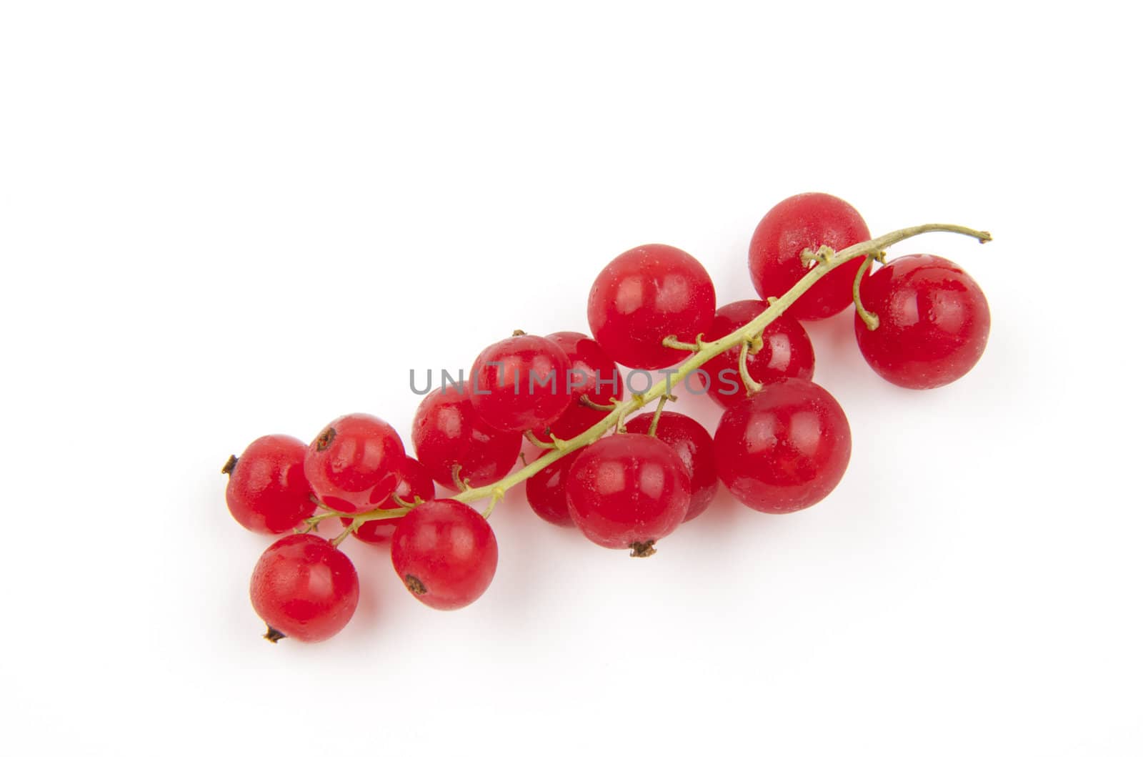 Red currant, Ribes Rubrum, isolated on white background